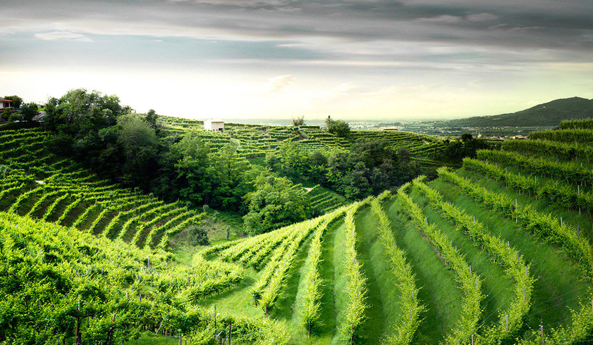 Le aree boschive torneranno agricole
