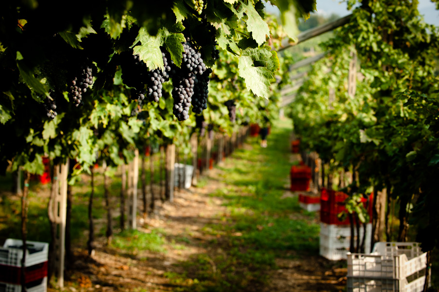 Vigneti, cambiano i criteri per contributi 2015: mai più a rischio restituzione, via i vincoli